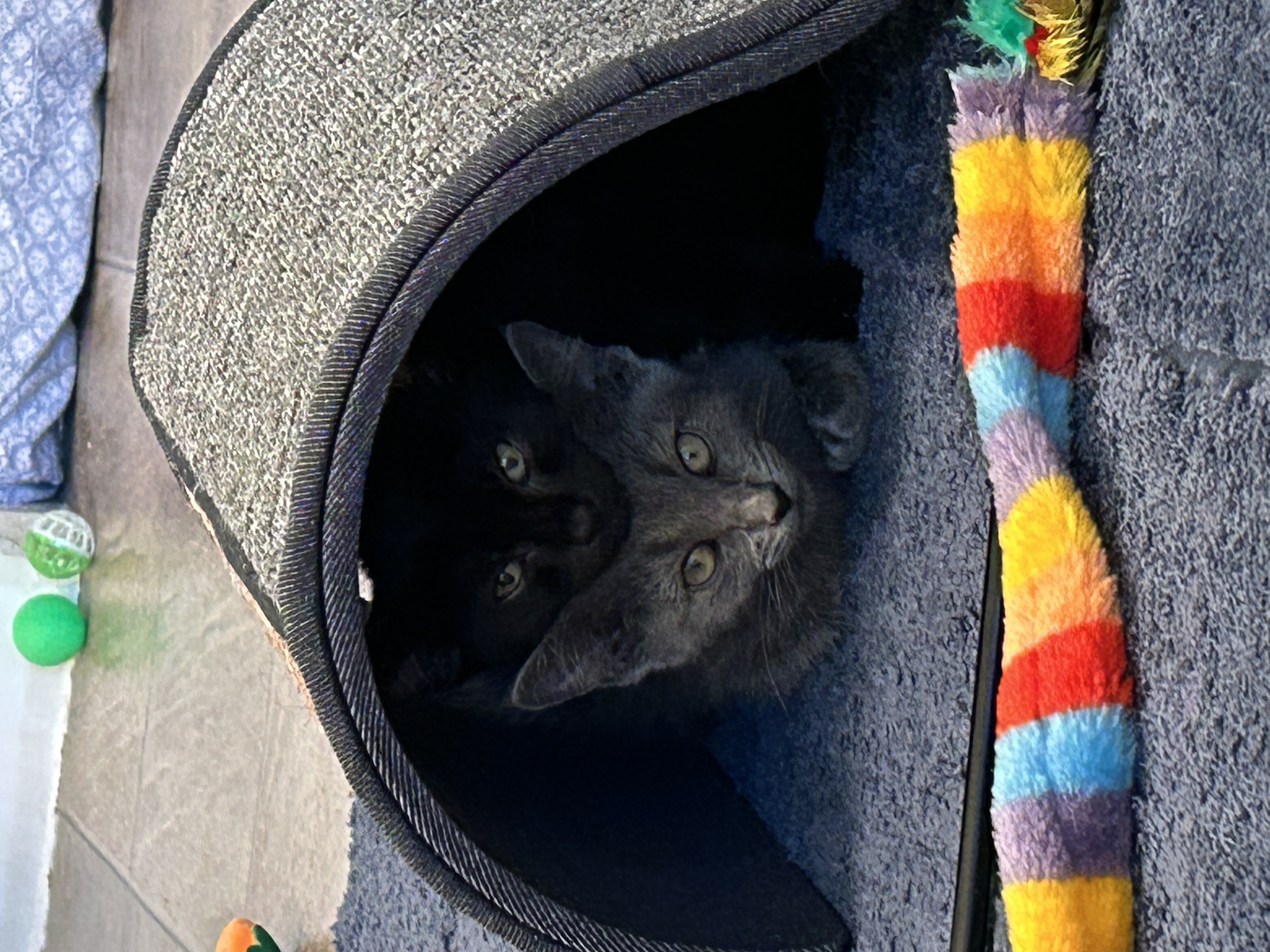 Picture of the Animal Listed
